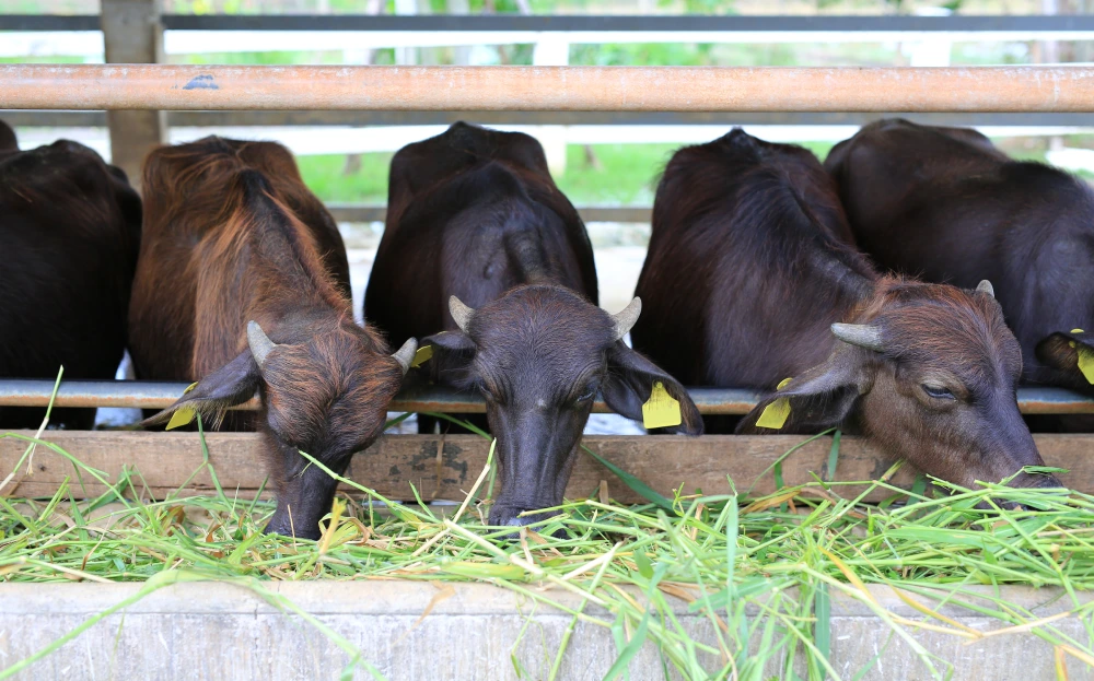 Improving Livestock Productivity With The Right Feed Supplements